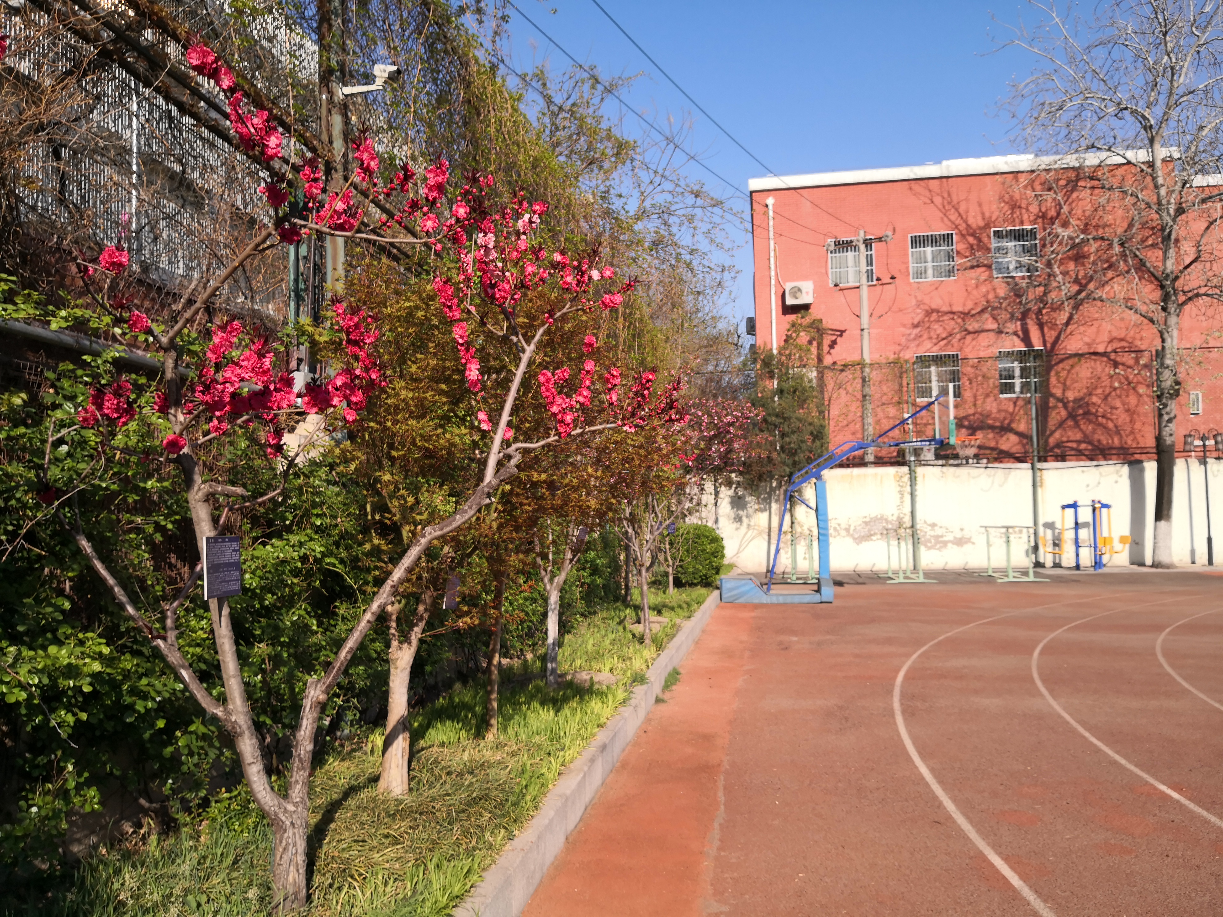 碧桃(2012年4月）.jpg