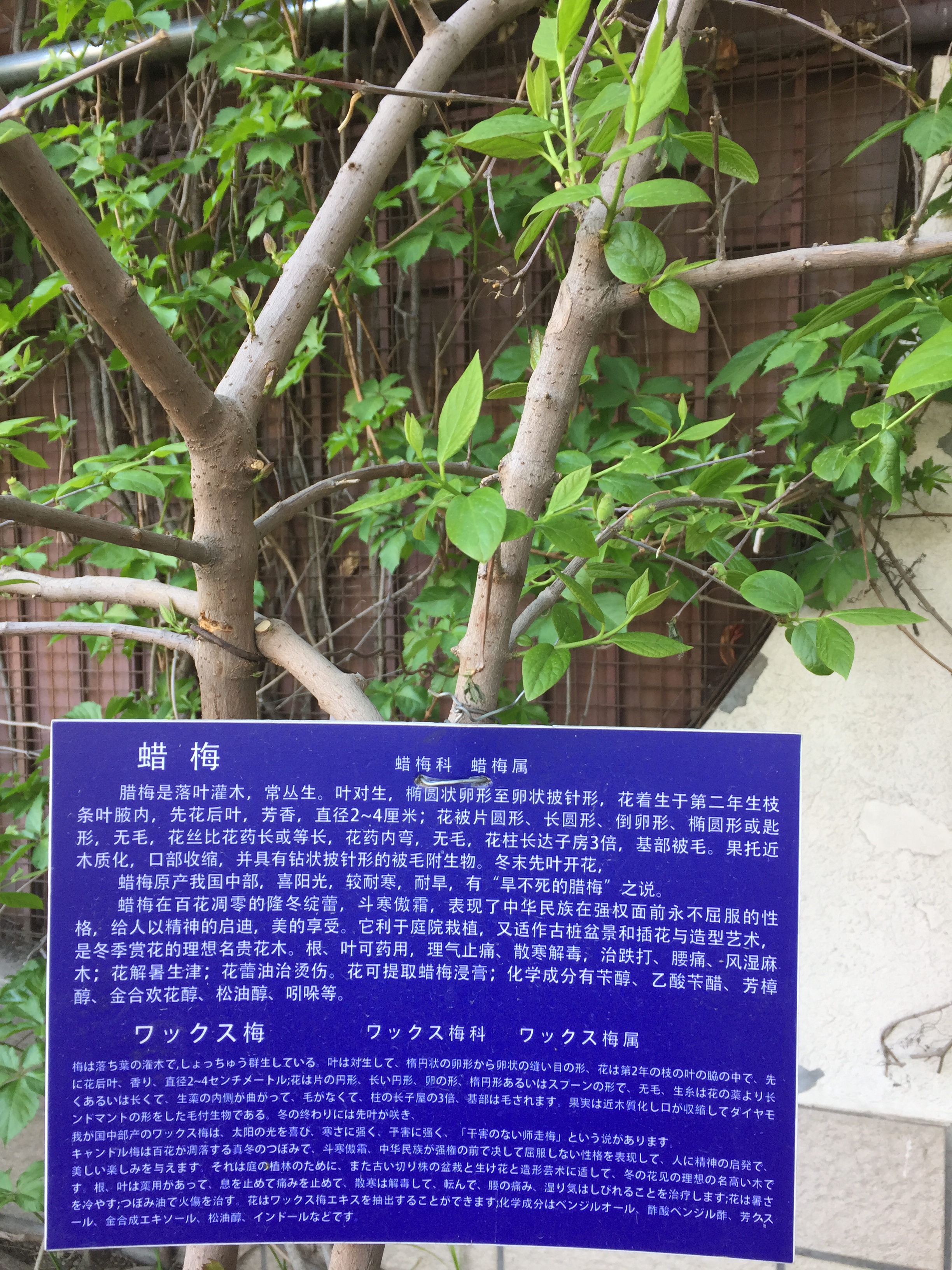 腊梅（2015年4月栽种）.jpg