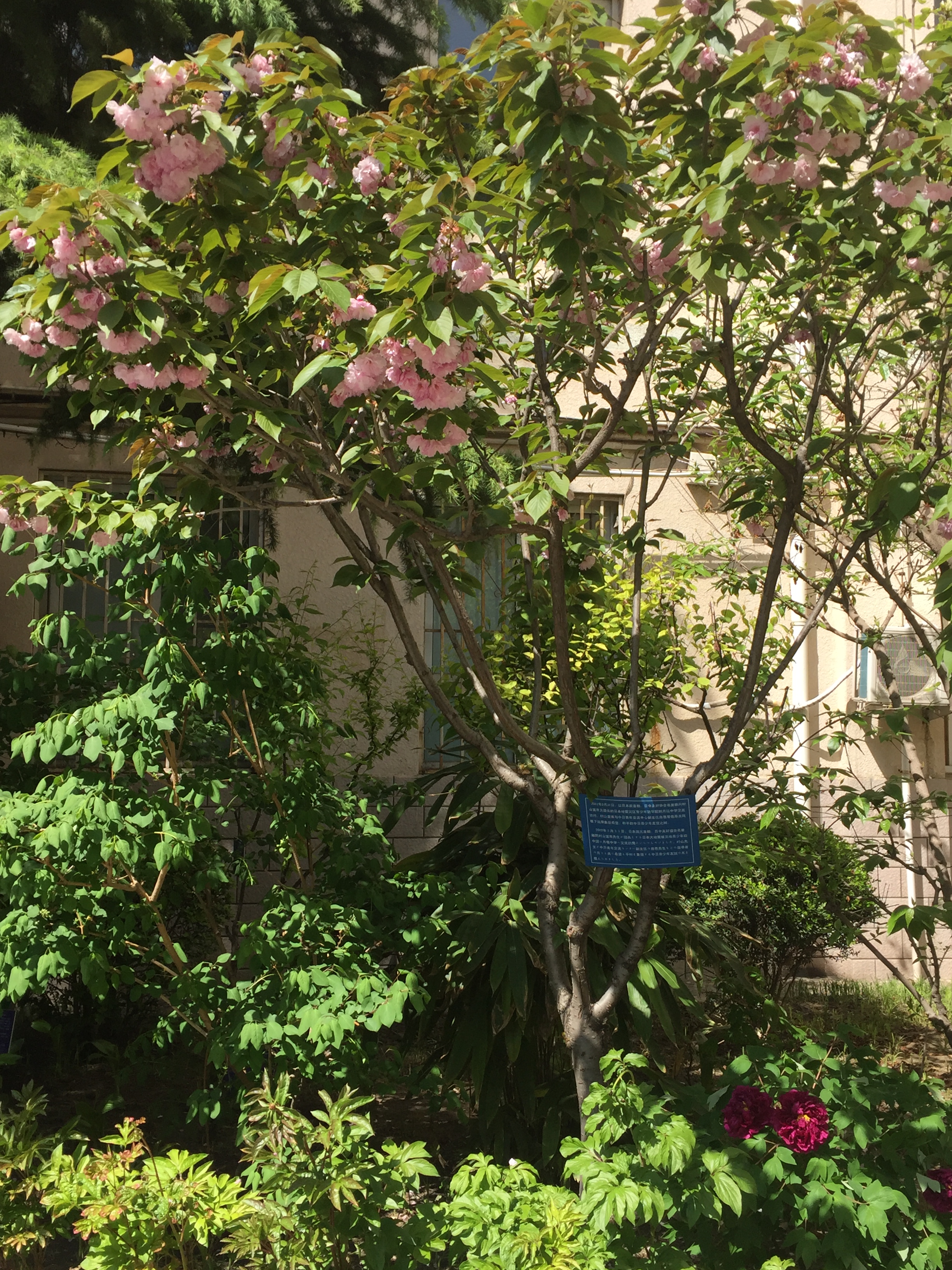 樱花树（2012年3月31日村山富市首相访问时栽种）.jpg