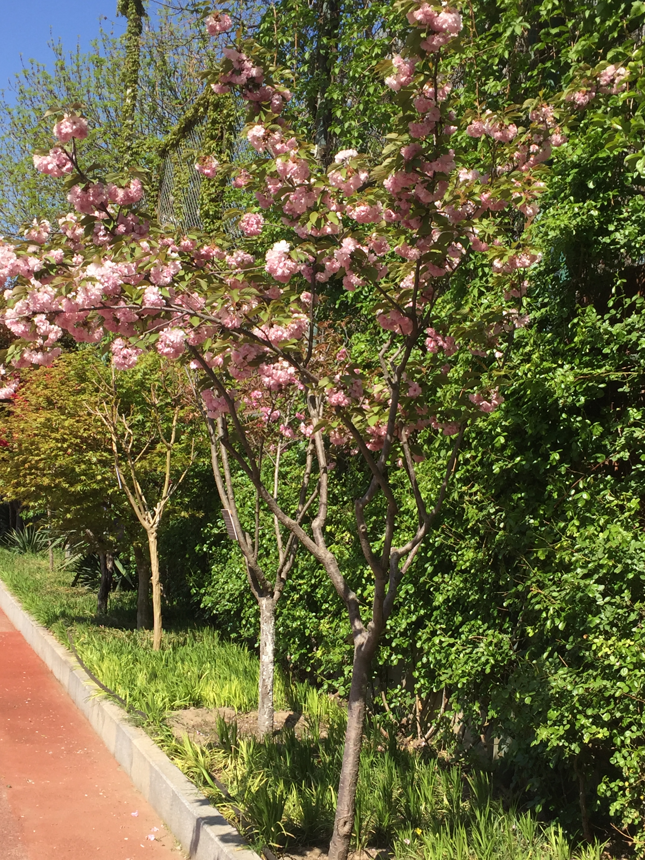 樱花树（2012年3月栽种）.jpg
