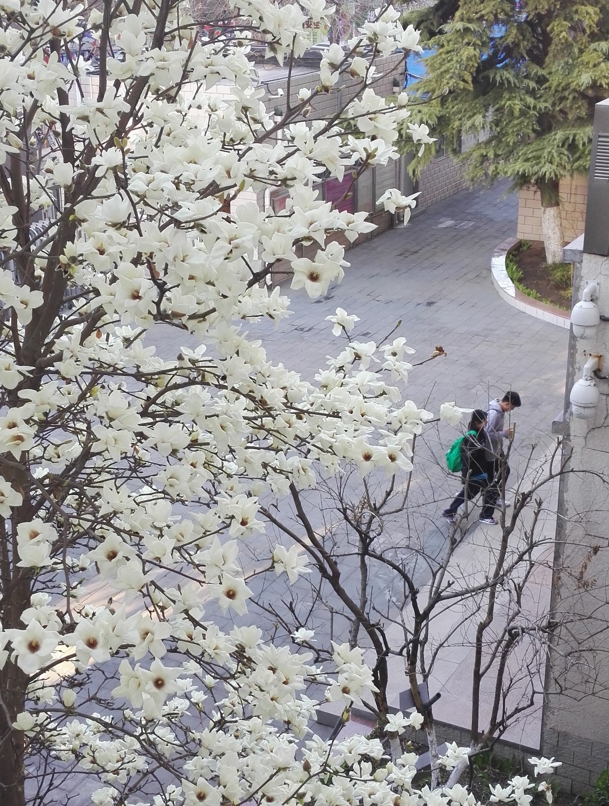 玉兰 （2001年3月栽种）.jpg