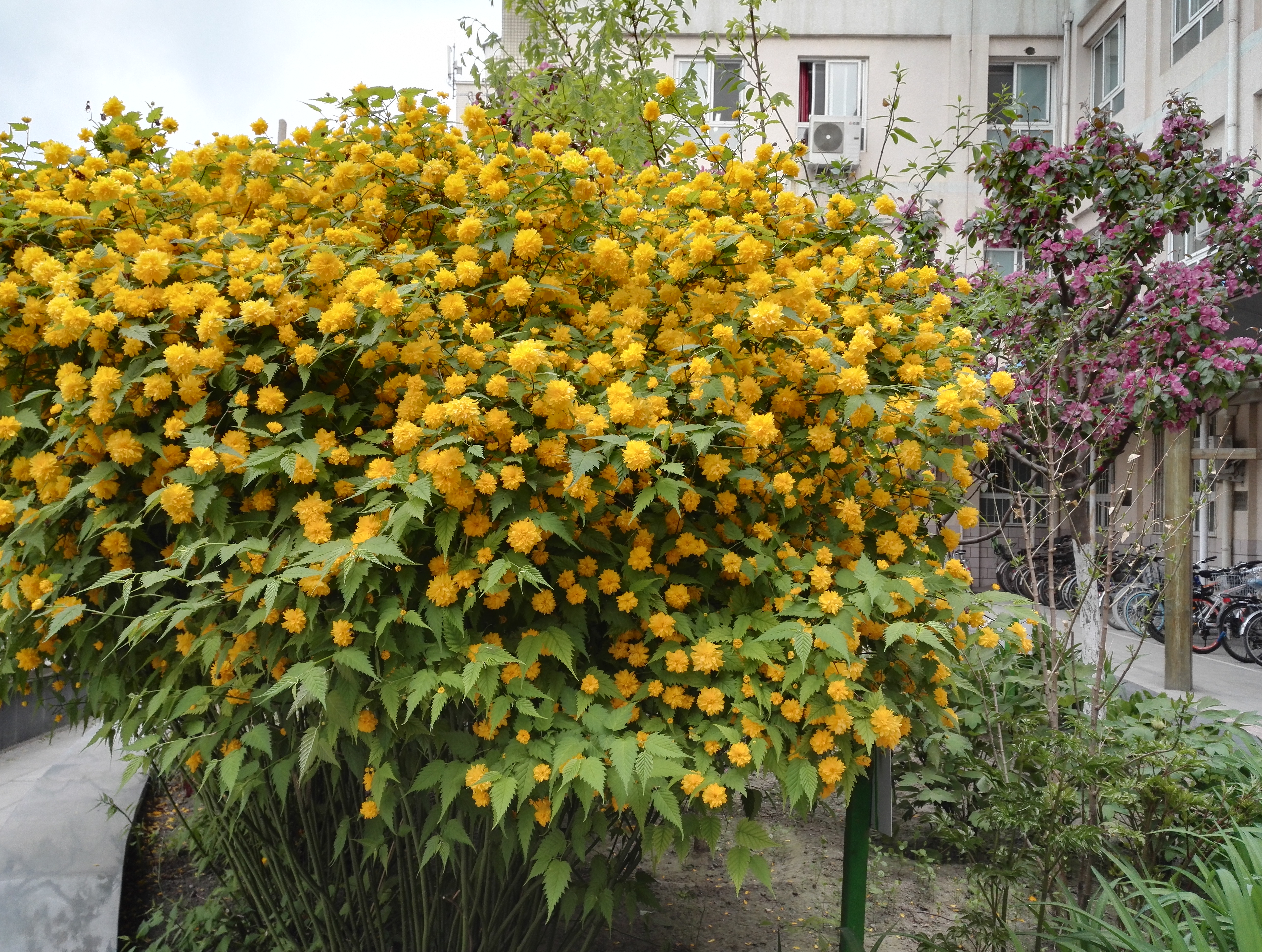 重瓣棣棠花（2012年4月栽种）.jpg
