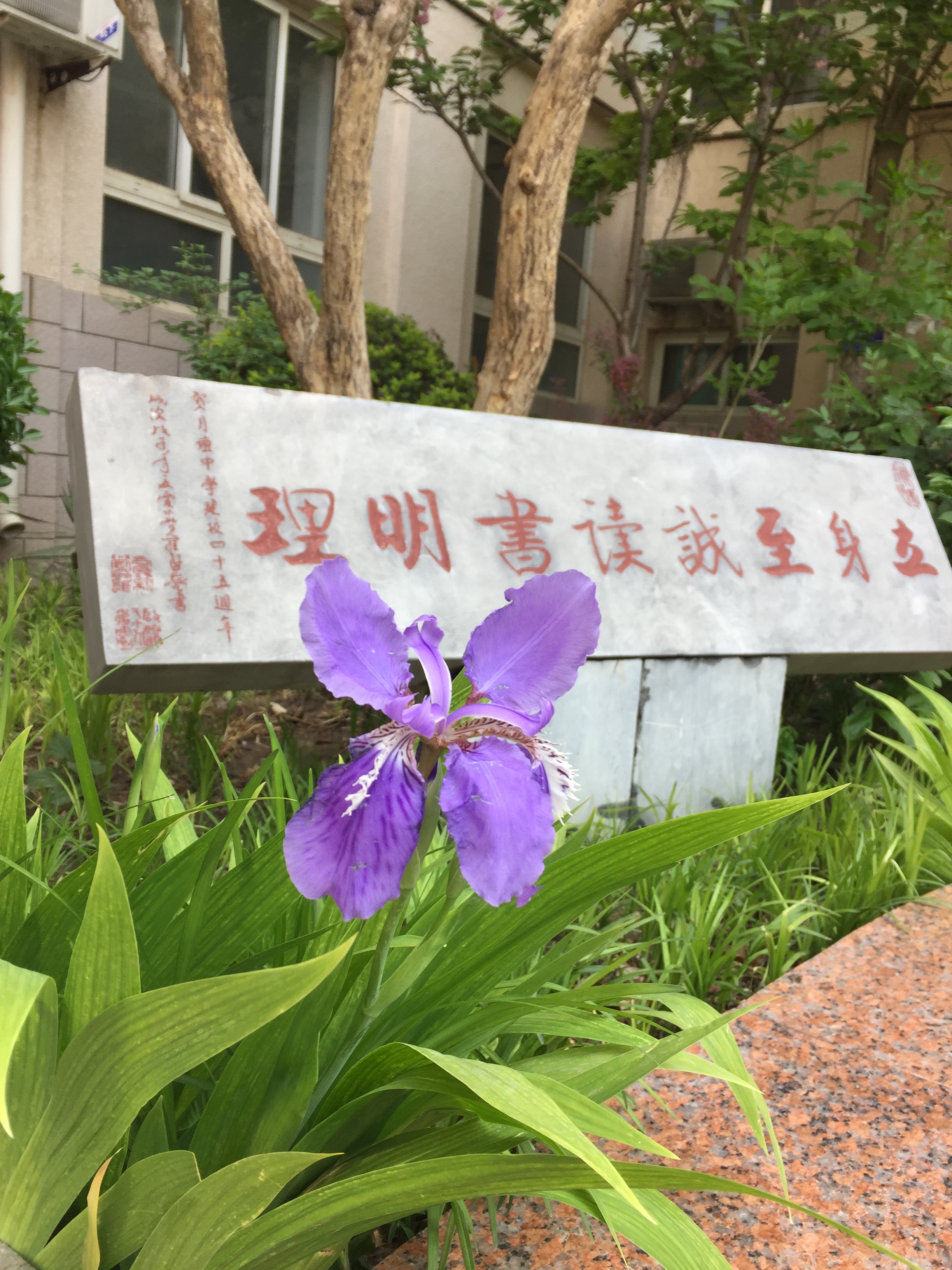 鸢尾花（2015年4月栽种）.jpg
