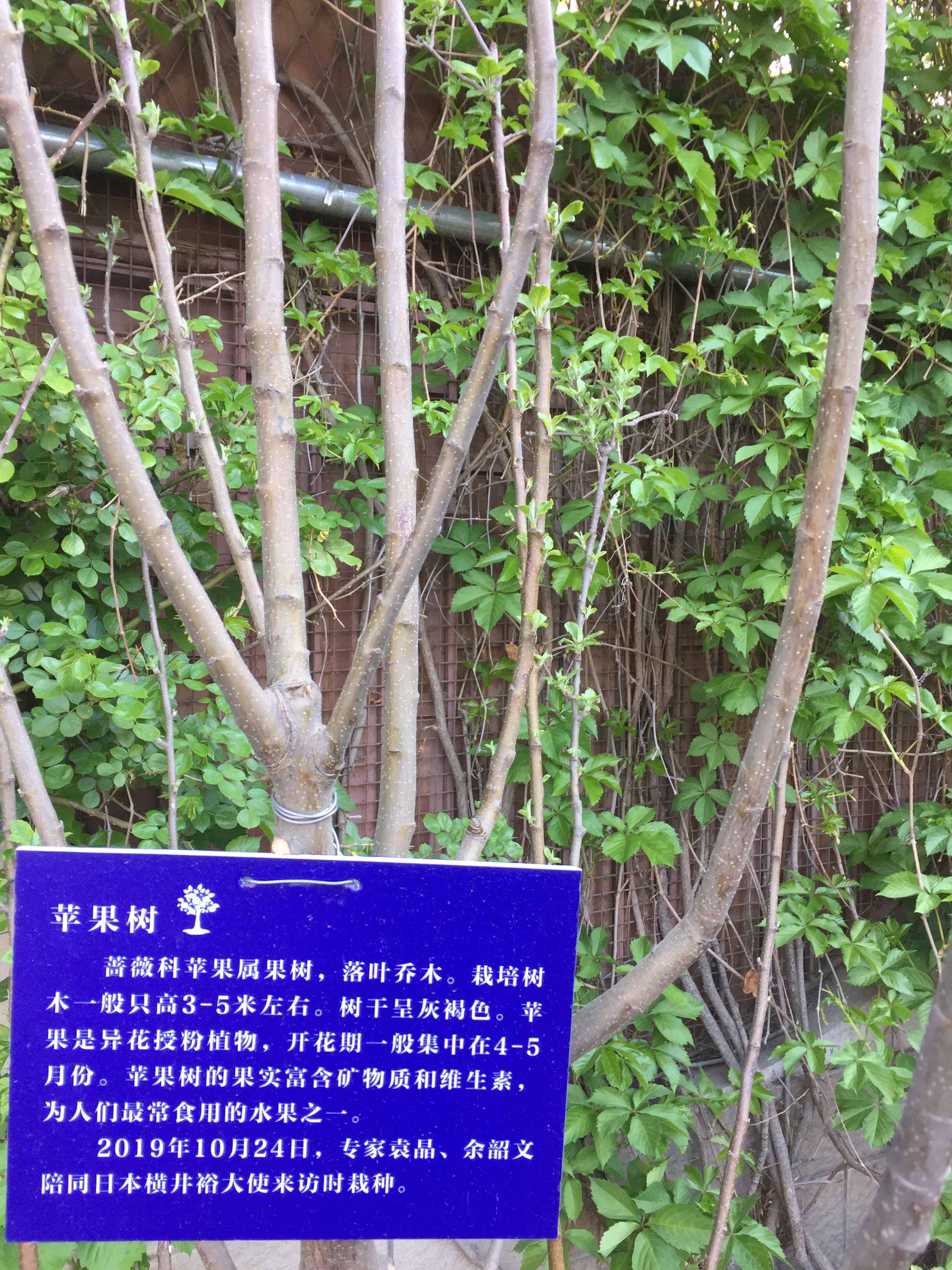 苹果树（2019-10-24袁晶、余韶文栽种）.jpg
