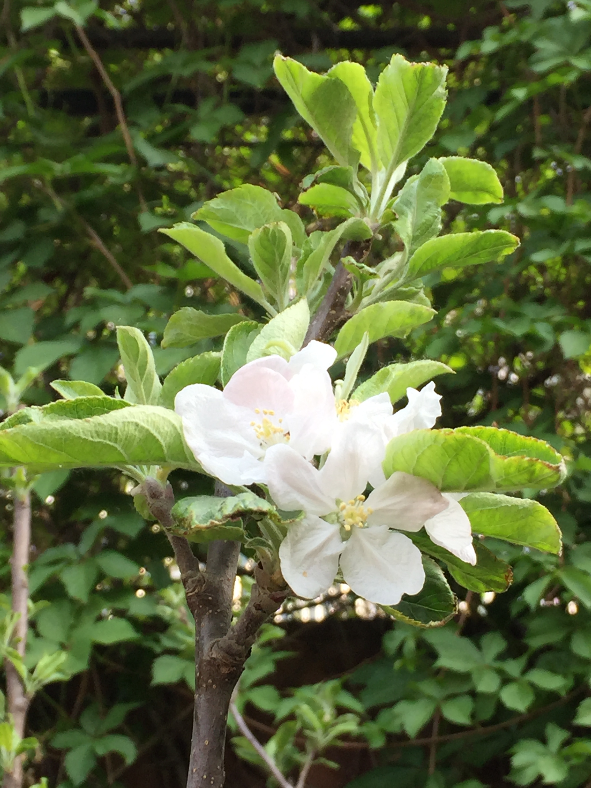 苹果树（2019年10月24日袁晶、余韶文参加横井裕大使访问时栽种）.jpg
