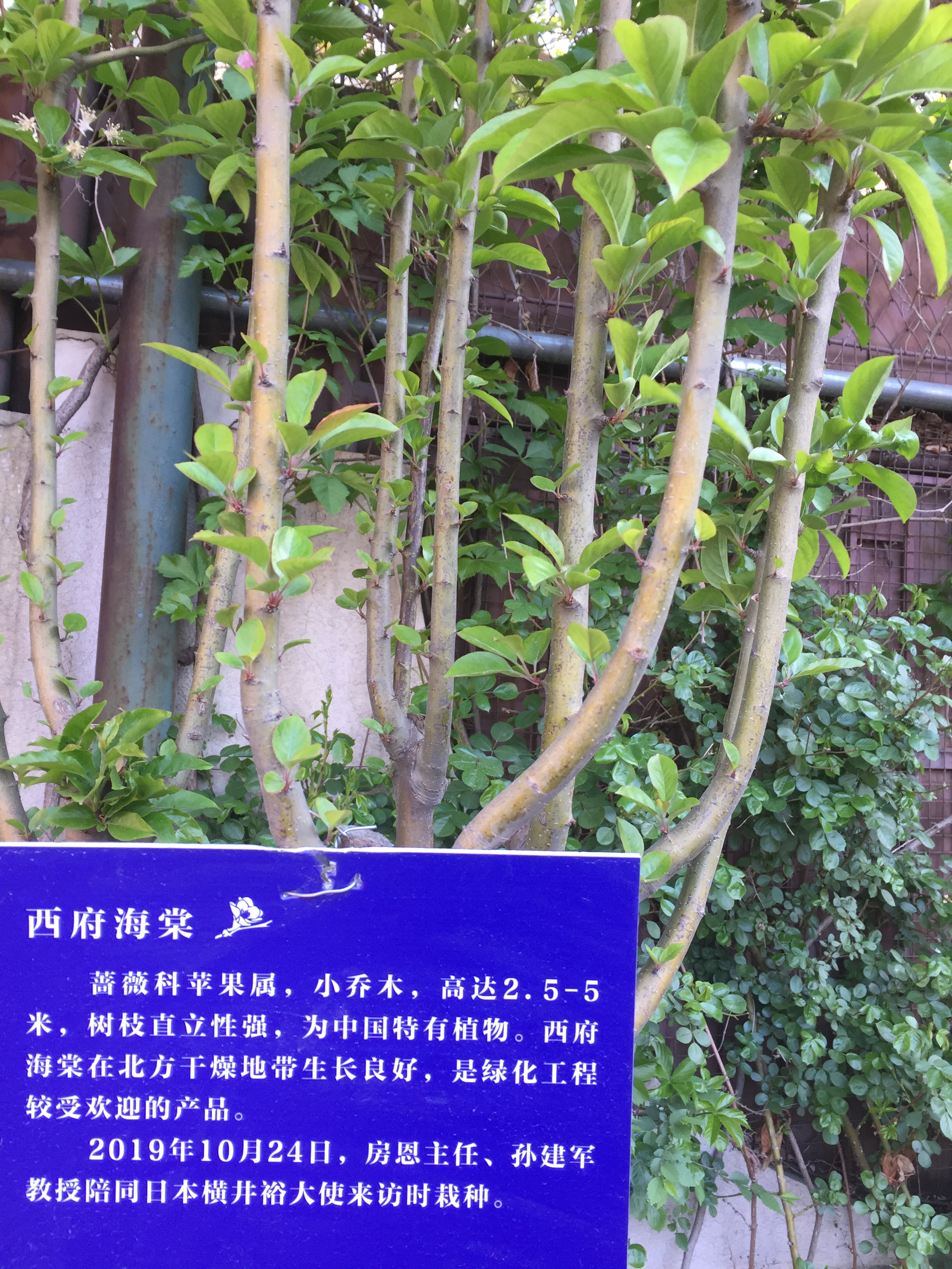 西府海棠（2019-10-24房恩主任、孙建军教授栽种）.jpg
