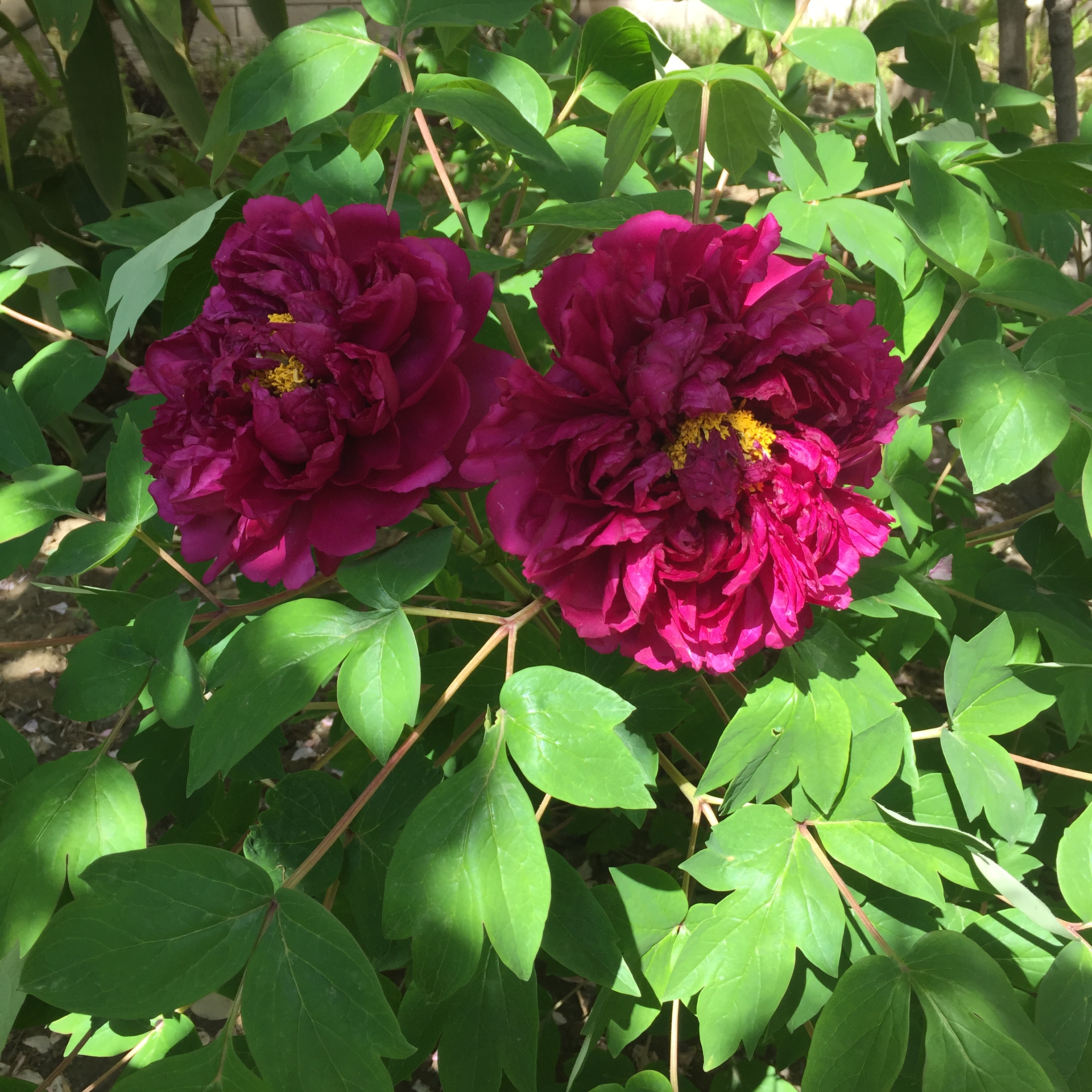 牡丹花（2012年3月栽种0.jpg
