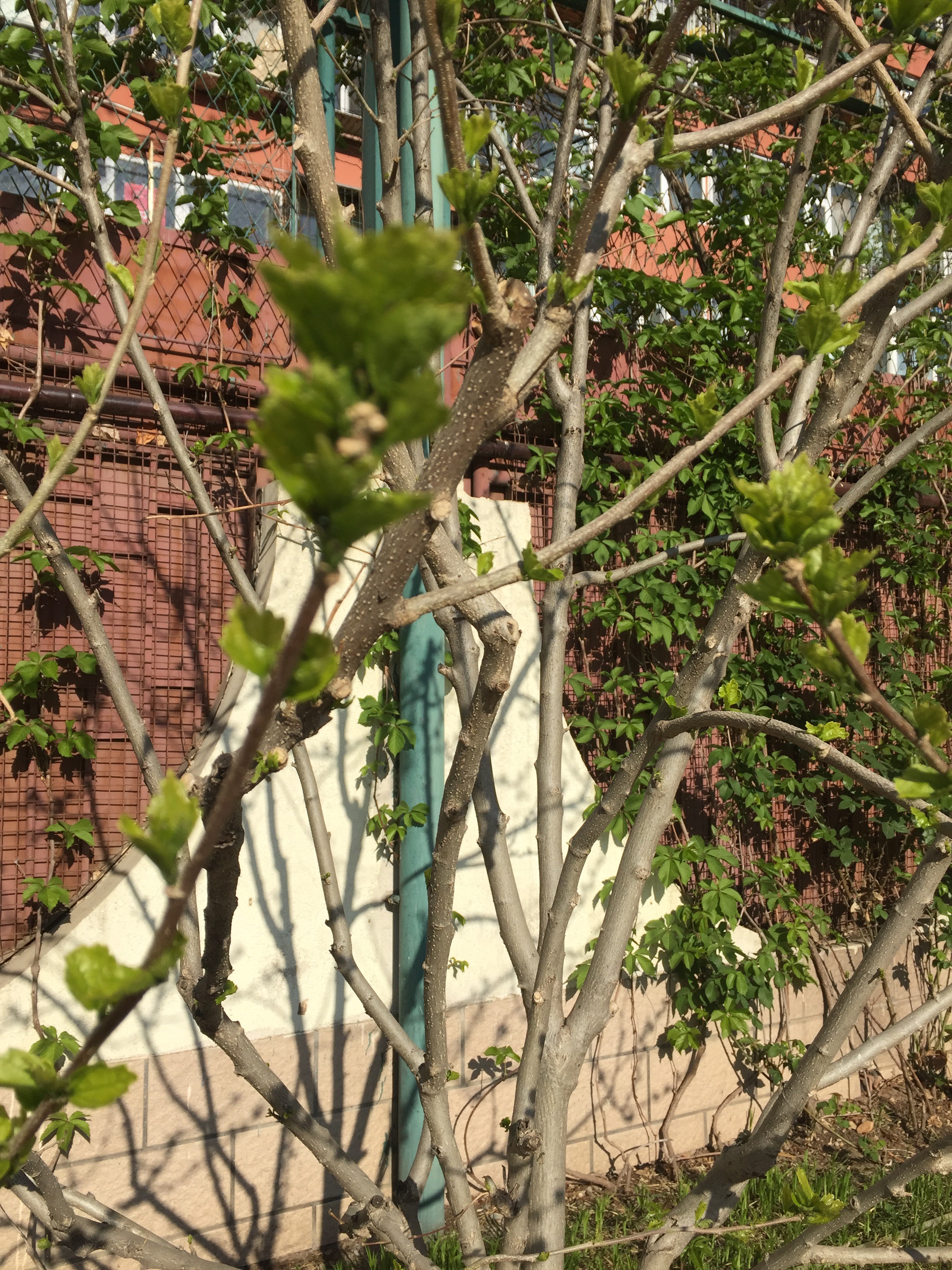 木槿（2012年4月栽种）.jpg